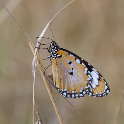 Danaus petilia (Lesser wanderer) at Higgins, ACT - 26 Sep 2023 by MichaelWenke