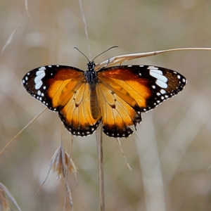 Danaus petilia at Higgins, ACT - 26 Sep 2023