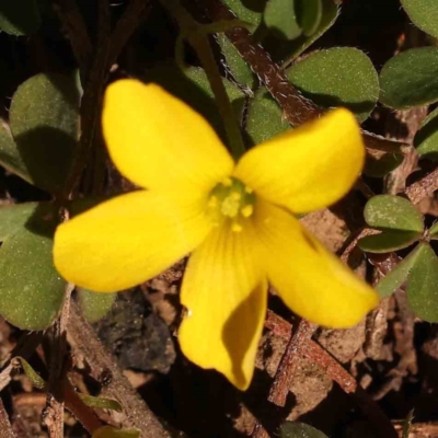 Oxalis sp. (Wood Sorrel) at O'Connor, ACT - 25 Sep 2023 by ConBoekel