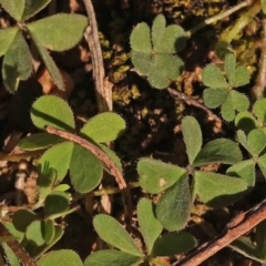 Oxalis sp. at O'Connor, ACT - 25 Sep 2023