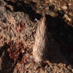 Eudonia cleodoralis (A Crambid moth) at Dryandra St Woodland - 24 Sep 2023 by ConBoekel