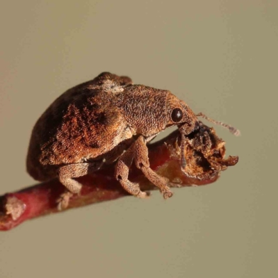 Gonipterus scutellatus (Eucalyptus snout beetle, gum tree weevil) at O'Connor, ACT - 25 Sep 2023 by ConBoekel