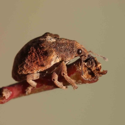 Gonipterus suturalis (Eucalypt weevil) at O'Connor, ACT - 25 Sep 2023 by ConBoekel