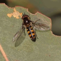Melangyna viridiceps (Hover fly) at Dryandra St Woodland - 24 Sep 2023 by ConBoekel