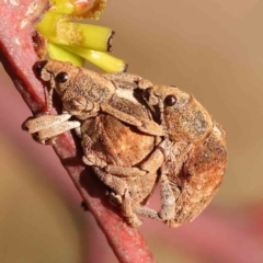 Gonipterus scutellatus (Eucalyptus snout beetle, gum tree weevil) at O'Connor, ACT - 25 Sep 2023 by ConBoekel