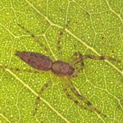 Helpis minitabunda (Threatening jumping spider) at Dryandra St Woodland - 24 Sep 2023 by ConBoekel