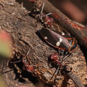 Eurymela fenestrata at O'Connor, ACT - 25 Sep 2023