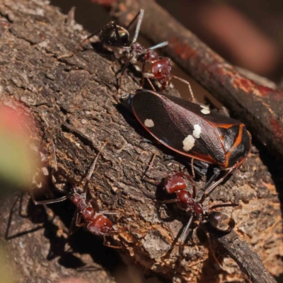 Eurymela fenestrata (Gum tree leafhopper) at Dryandra St Woodland - 24 Sep 2023 by ConBoekel