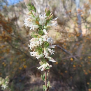 Brachyloma daphnoides at Canberra Central, ACT - 25 Sep 2023