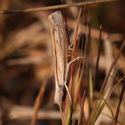 Culladia cuneiferellus (Crambinae moth) at Dryandra St Woodland - 24 Sep 2023 by ConBoekel
