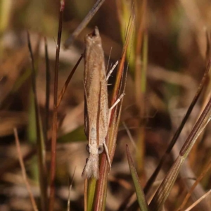 Culladia cuneiferellus at O'Connor, ACT - 25 Sep 2023