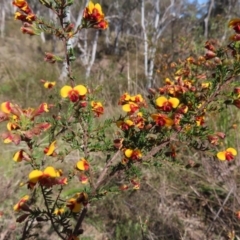 Dillwynia phylicoides (A Parrot-pea) at Black Mountain - 25 Sep 2023 by MatthewFrawley