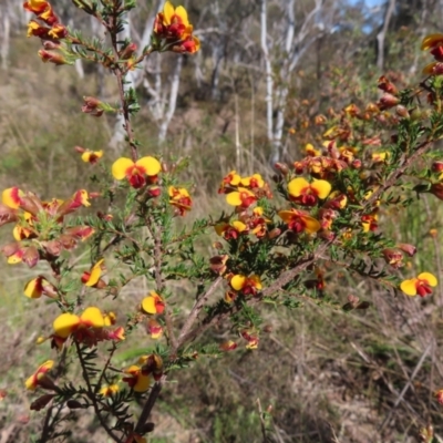 Dillwynia phylicoides (A Parrot-pea) at Black Mountain - 25 Sep 2023 by MatthewFrawley