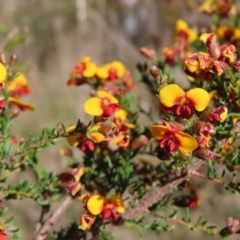 Dillwynia phylicoides at Canberra Central, ACT - 25 Sep 2023 02:00 PM