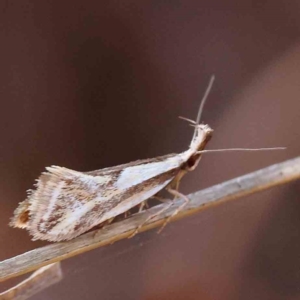 Thema macroscia (A concealer moth) at O'Connor, ACT by ConBoekel