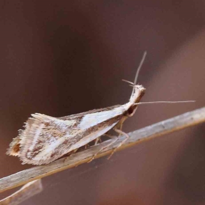 Thema macroscia (A concealer moth) at Dryandra St Woodland - 24 Sep 2023 by ConBoekel