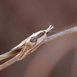 Thema macroscia at O'Connor, ACT - 25 Sep 2023 09:20 AM