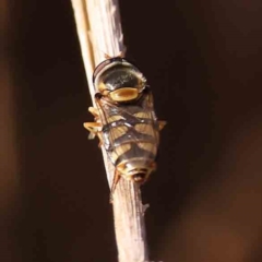 Simosyrphus grandicornis (Common hover fly) at Dryandra St Woodland - 24 Sep 2023 by ConBoekel