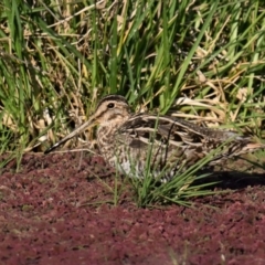 Gallinago hardwickii (Latham's Snipe) at Fyshwick, ACT - 26 Sep 2023 by davidcunninghamwildlife