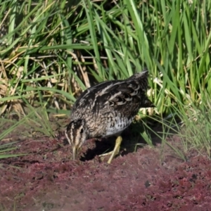 Gallinago hardwickii at Fyshwick, ACT - 26 Sep 2023