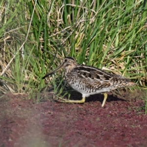 Gallinago hardwickii at Fyshwick, ACT - 26 Sep 2023