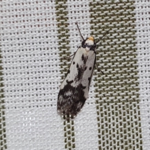 Philobota lysizona at Yass River, NSW - 26 Sep 2023 05:24 PM