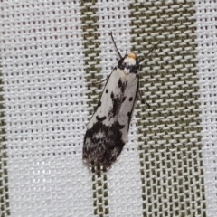 Philobota lysizona (A concealer moth) at Yass River, NSW - 26 Sep 2023 by SenexRugosus