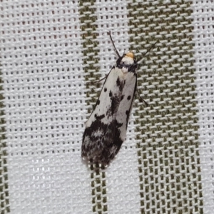 Philobota lysizona (A concealer moth) at Yass River, NSW by SenexRugosus