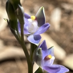 Thelymitra nuda (Scented Sun Orchid) at Suttons Dam - 25 Sep 2023 by KL