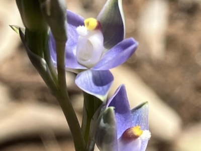 Thelymitra nuda (Scented Sun Orchid) at Fentons Creek, VIC - 25 Sep 2023 by KL