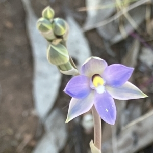 Thelymitra nuda at Fentons Creek, VIC - 25 Sep 2023