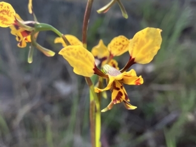 Diuris pardina (Leopard Doubletail) at Fentons Creek, VIC - 25 Sep 2023 by KL