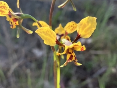 Diuris pardina (Leopard Doubletail) at Fentons Creek, VIC - 24 Sep 2023 by KL