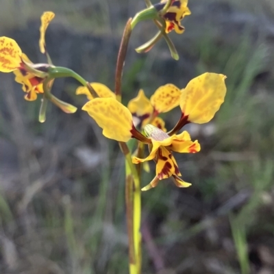 Diuris pardina (Leopard Doubletail) at Suttons Dam - 24 Sep 2023 by KL