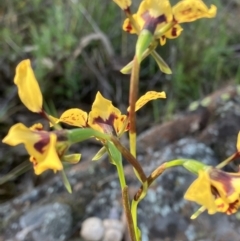 Diuris pardina at Fentons Creek, VIC - 25 Sep 2023