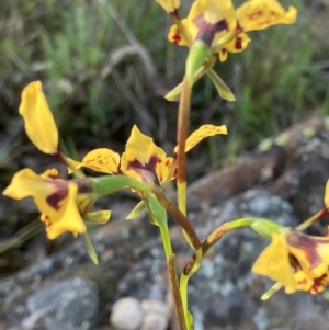 Diuris pardina at Fentons Creek, VIC - suppressed