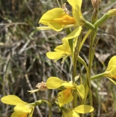 Diuris protena (Northern Golden Moth) at Suttons Dam - 24 Sep 2023 by KL
