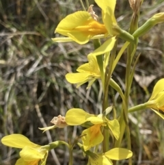 Diuris protena (Northern Golden Moth) at Fentons Creek, VIC - 25 Sep 2023 by KL