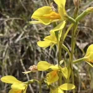 Diuris protena at Fentons Creek, VIC - suppressed