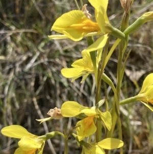 Diuris protena at Fentons Creek, VIC - 25 Sep 2023