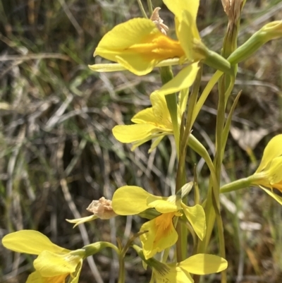 Diuris protena (Northern Golden Moth) at Fentons Creek, VIC - 25 Sep 2023 by KL