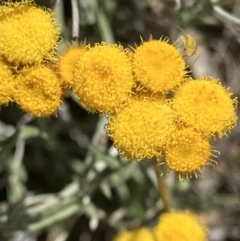 Chrysocephalum apiculatum (Common Everlasting) at Fentons Creek, VIC - 25 Sep 2023 by KL