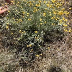 Chrysocephalum apiculatum at Fentons Creek, VIC - 25 Sep 2023