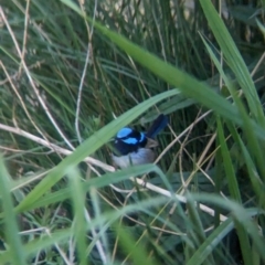 Malurus cyaneus (Superb Fairywren) at Wodonga Regional Park - 21 Sep 2023 by Darcy