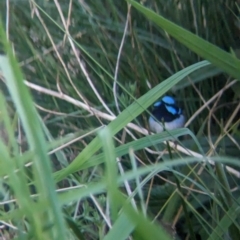 Malurus cyaneus at Bonegilla, VIC - 21 Sep 2023 05:14 PM