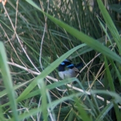 Malurus cyaneus at Bonegilla, VIC - 21 Sep 2023