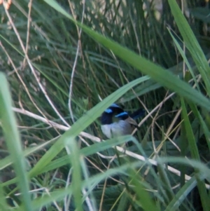 Malurus cyaneus at Bonegilla, VIC - 21 Sep 2023 05:14 PM