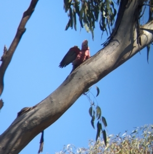 Eolophus roseicapilla at Splitters Creek, NSW - 24 Sep 2023