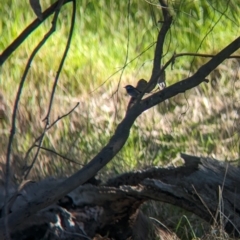 Malurus cyaneus (Superb Fairywren) at Albury - 24 Sep 2023 by Darcy