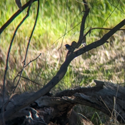 Malurus cyaneus (Superb Fairywren) at Splitters Creek, NSW - 24 Sep 2023 by Darcy